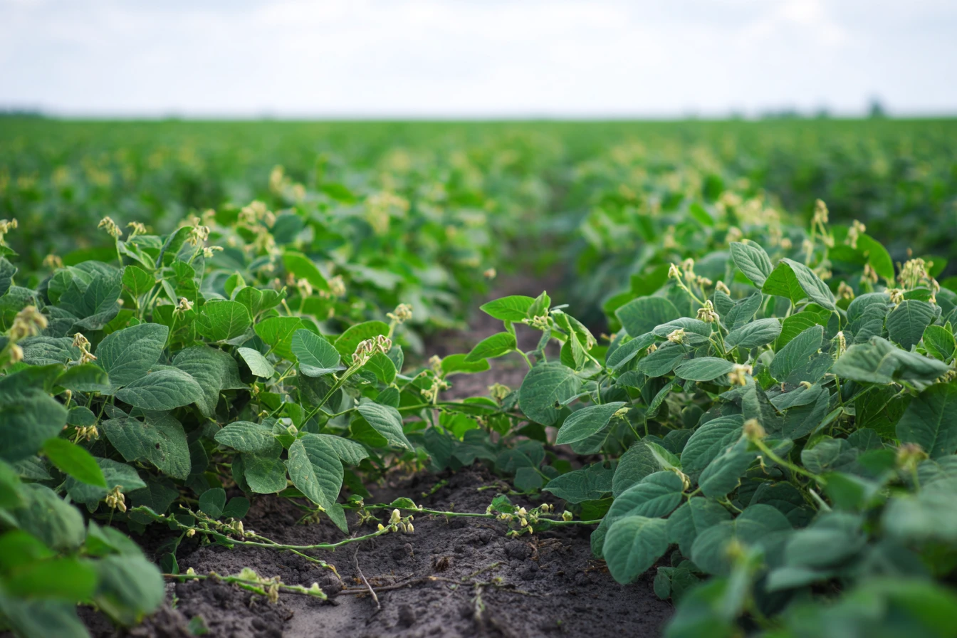 Terres cultivables en abondance, millions d''Africains affamés : le paradoxe