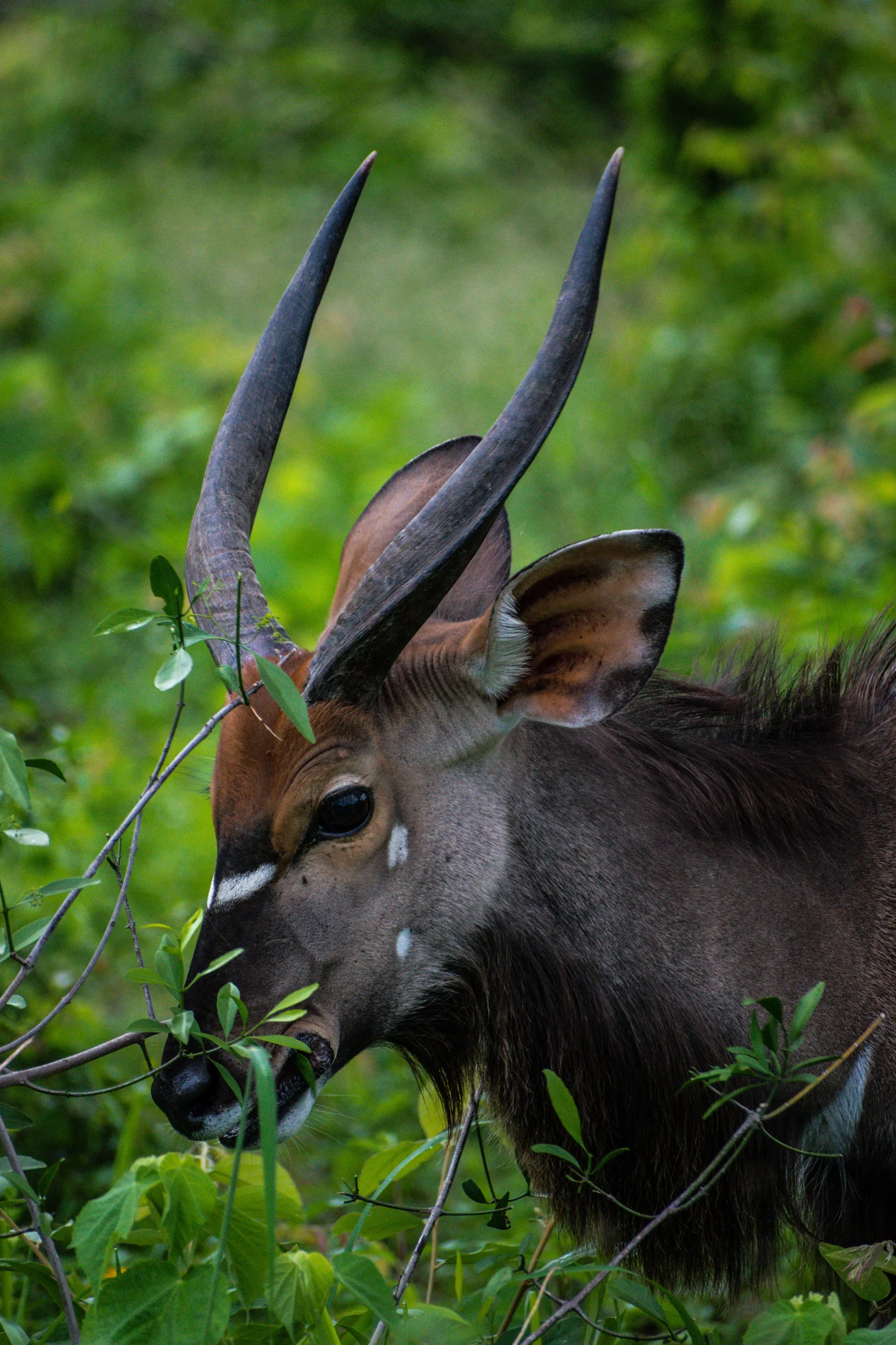Éléphant et son petit dans la forêt