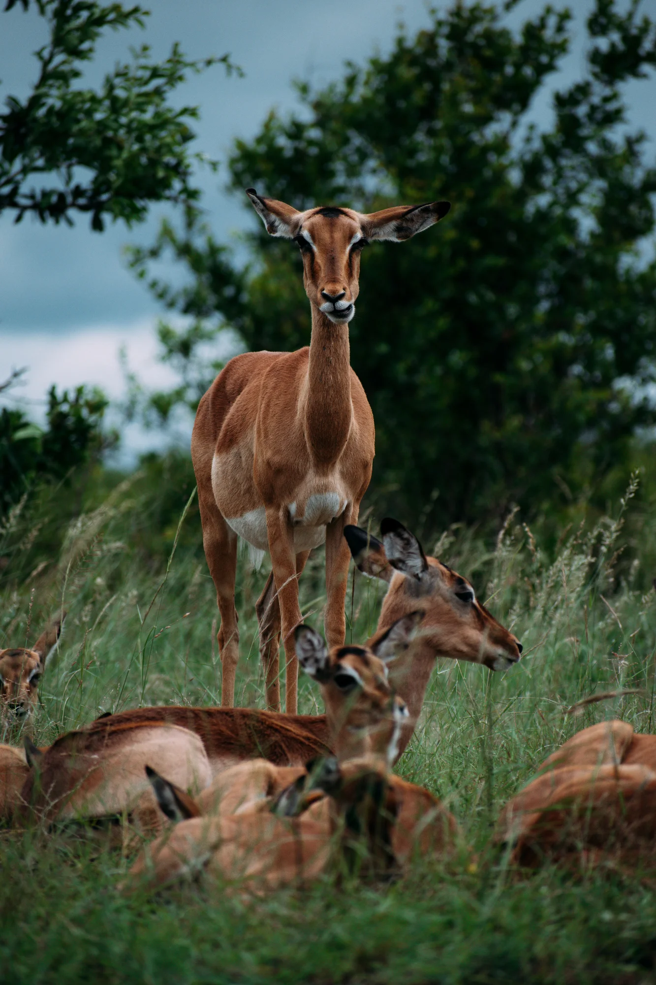 Tigre dans son habitat naturel