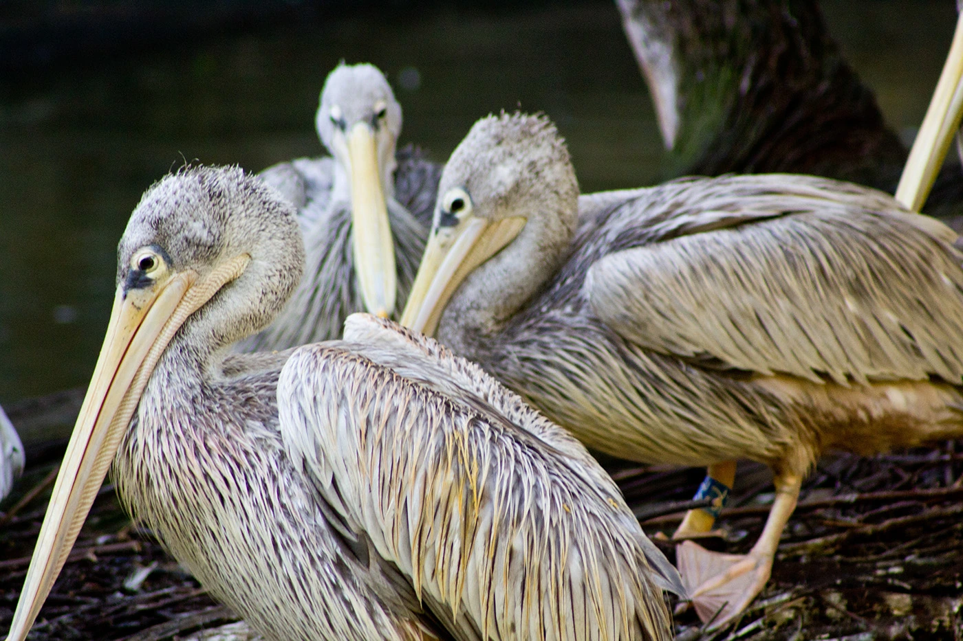 Zèbres à un point d'eau